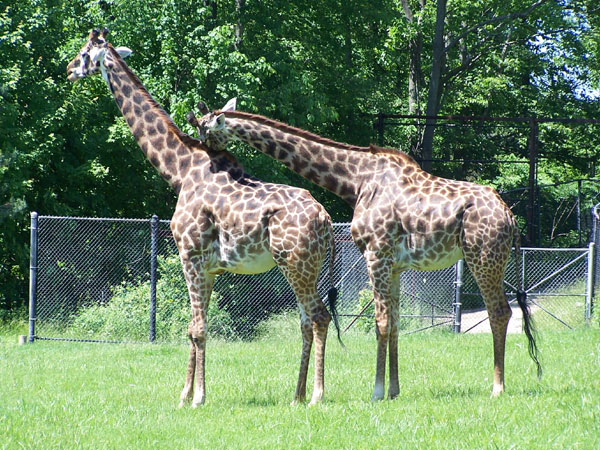 20070609 Toronto Zoo 31